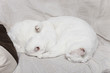 chats blancs