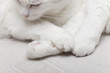 chats blancs