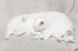 chats blancs