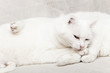 chats blancs