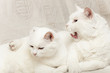 chats blancs