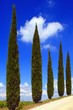 Zypressen, Weg, Himmel, Wolke, Toskana, Italien