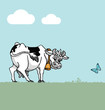 Cow in field with blue sky and clouds