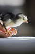 Adult Holding Baby Bird