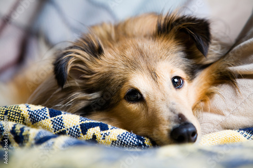 Photo: Sheltie Sheltie