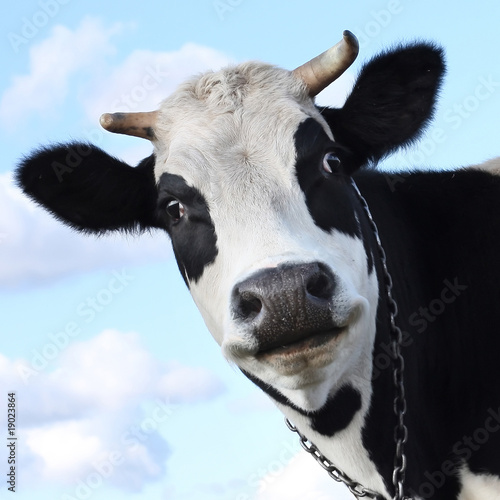 Photo: Cow Cow