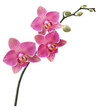 Branche Orchidée Branche Orchidée