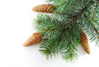 Fir tree