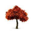 Tree.