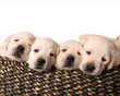 lab puppies