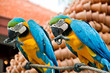 Two blue parrots