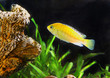 Aquarium Fish- Cichlid Hummingbird Yellow