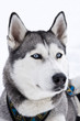 Husky with only Blue eyes