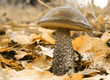 Mushroom