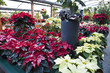 Christmas flower