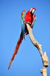 Parrot: scarlet macaw (ara macao)
