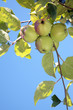 Ripe apples.