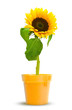 une fleur de tournesol en pot couleur tournesols, design floral