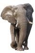 Elephant isolated Elephant isolated