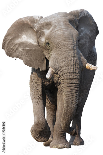 Photo: Elephant isolated Elephant isolated