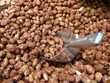des pralines