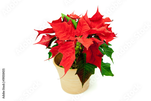 Foto: Weihnachtsstern freigestellt Weihnachtsstern freigestellt