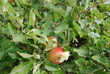 pomme