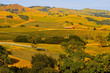 Vineyards in Napa Valley at sunset Vineyards in Napa Valley at sunset
