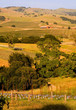 Vineyards in Napa Valley at sunset Vineyards in Napa Valley at sunset