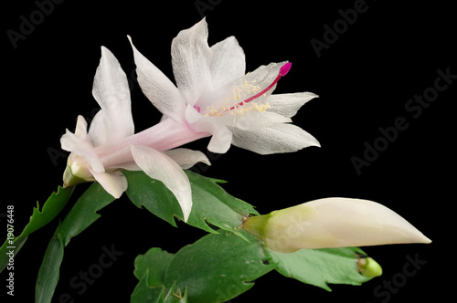 Photo: Cactus - Schlumbergera. Cactus - Schlumbergera.
