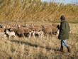 BERGER ET TROUPEAU DE MOUTONS