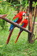 Parrots: scarlet macaw (ara macao)