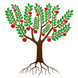 Pommier en été - Summer Apple Tree ( Arbre - Saisons - Vecteur)