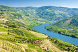 vineyars in Douro Valley, Portugal