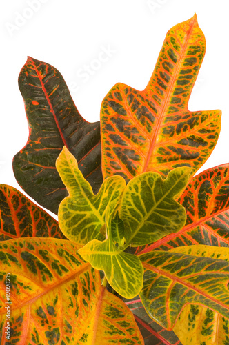 Photo: Garden croton. Excellent Garden croton. Excellent