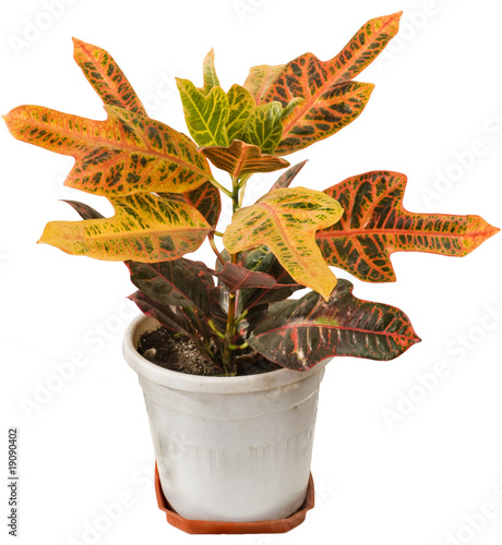 Photo: Codiaeum variegatum -"garden croton" or "variegated croton". Ex Codiaeum variegatum -"garden croton" or "variegated croton". Ex