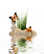 Papillon galet