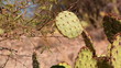 Desert Walking