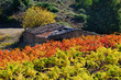 vignes des corbières en automne