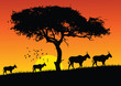 Animals