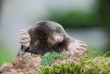 Maulwurf (Talpa europeae )