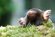 Maulwurf (Talpa europeae )