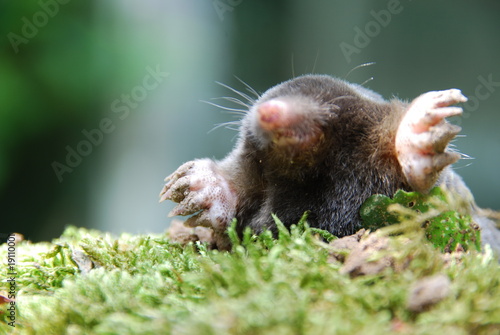 Foto: Maulwurf (Talpa europeae ) Maulwurf (Talpa europeae )
