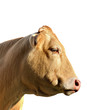 Tête de vache de profil.