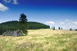 Forest and meadow