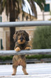 Cane bassotto