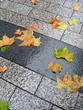 Parisian Fall leaves