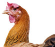 Hen Portrait.