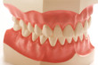 Dental Model