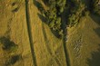Aerial view of sheep on farming land